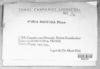 Poria sinuosa image